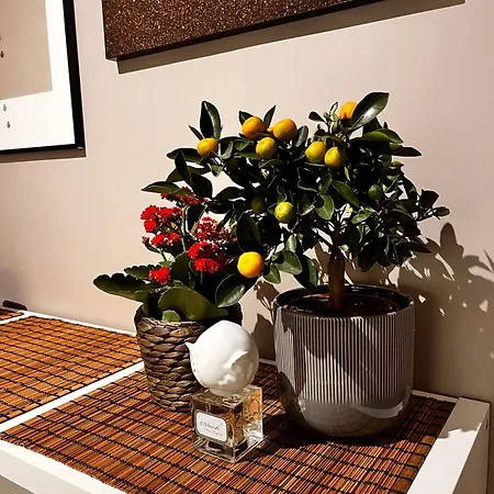 Apartment Degasperi Trani